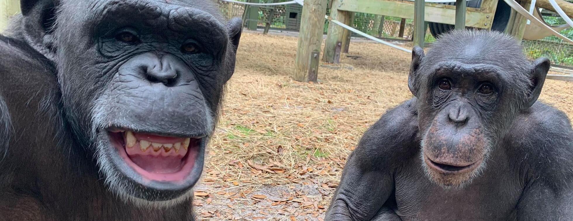 Afternoon With The Apes - April 2026 Tour